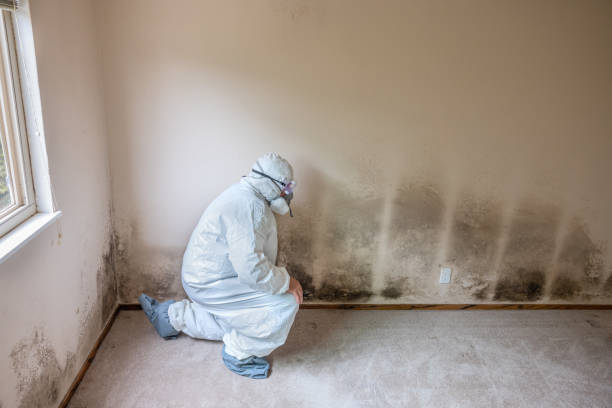 Best Mold Testing  in White Bear Lake, MN