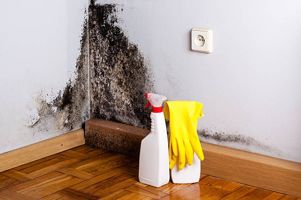  White Bear Lake, MN Mold Removal Pros