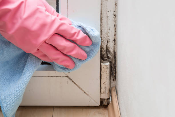 Best Commercial Mold Removal  in White Bear Lake, MN